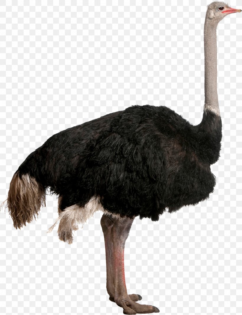 Common Ostrich Bird Ratite Clip Art, PNG, 1272x1656px, Common Ostrich, Beak, Bird, Emu, Fauna Download Free