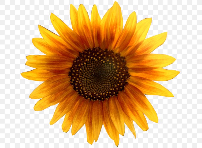 Common Sunflower Clip Art, PNG, 660x599px, Common Sunflower, Annual Plant, Close Up, Daisy Family, Display Resolution Download Free