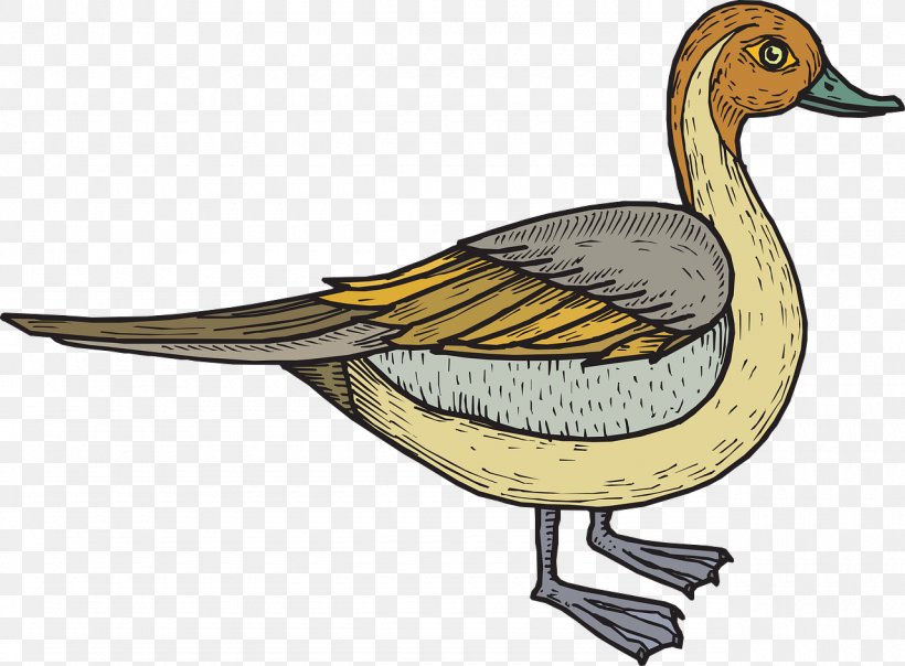 Duck Bird Clip Art, PNG, 1280x944px, Duck, Beak, Bird, Ducks Geese And Swans, Fauna Download Free