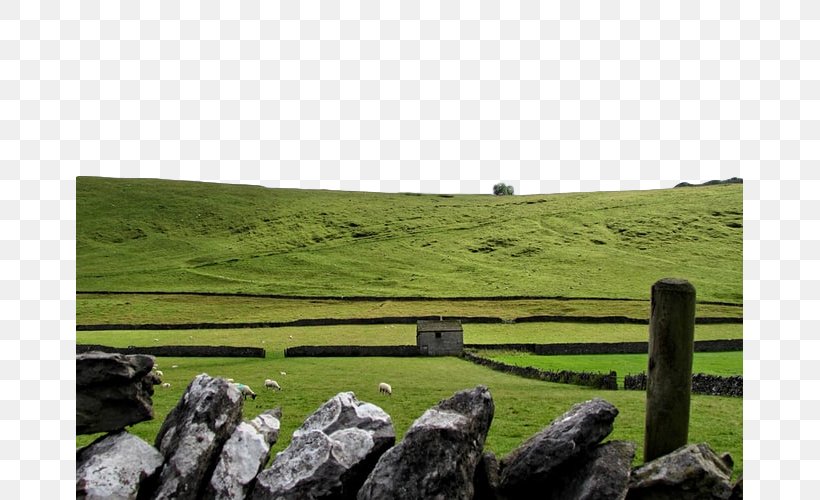 Grassland Pasture Nature Highland Wall, PNG, 667x500px, Grassland, Fell, Grass, Highland, Hill Download Free