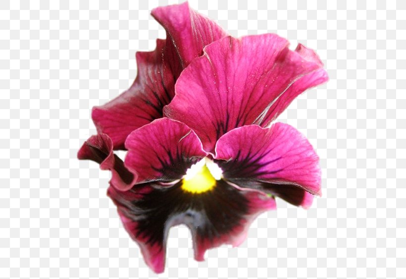 Pansy Magenta Annual Plant Herbaceous Plant, PNG, 521x563px, Pansy, Annual Plant, Flower, Flowering Plant, Herbaceous Plant Download Free