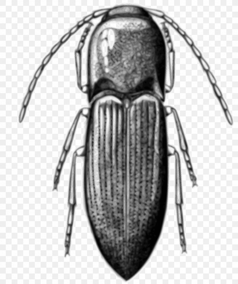 Cardinal Beetle Alyma Lawlerae Clip Art, PNG, 2016x2400px, Beetle, Alyma, Alyma Lawlerae, Arthropod, Black And White Download Free