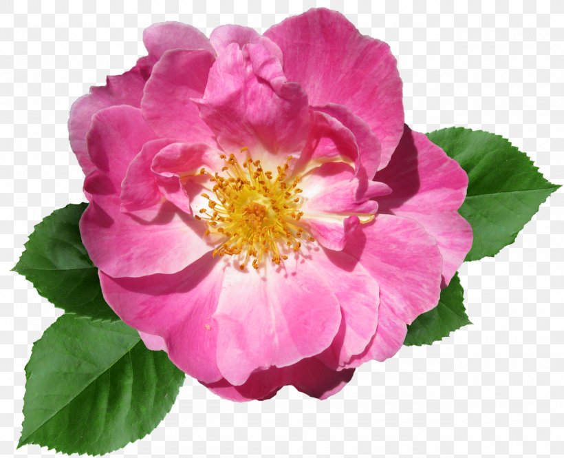 Floribunda Flower Desktop Wallpaper Image French Rose, PNG, 1280x1039px, Floribunda, California Wild Rose, Chinese Peony, Dogrose, Flower Download Free