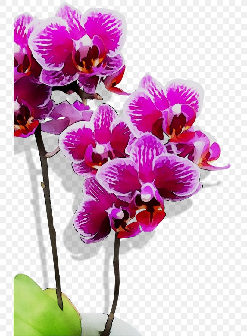 Moth Orchids Cattleya Orchids Cut Flowers Purple, PNG, 730x1116px, Moth Orchids, Artificial Flower, Branch, Cattleya, Cattleya Orchids Download Free
