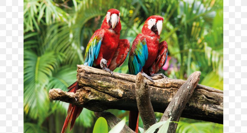 Parrot Bird Macaw Desktop Wallpaper Wallpaper, PNG, 1228x662px, Parrot, Animal, Beak, Bird, Fauna Download Free
