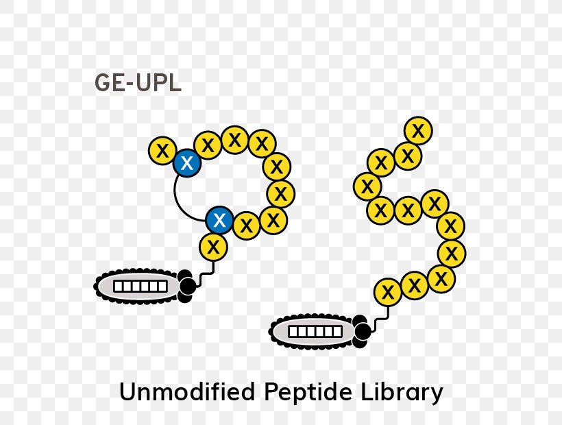 Peptide Phage Display Library Genetics Brand, PNG, 680x620px, Peptide, Area, Bacteriophage, Body Jewelry, Brand Download Free