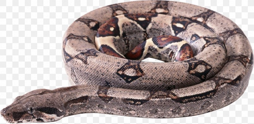 Snakes Reptile, PNG, 2363x1164px, Reptile, Ball Python, Boa Constrictor, Boas, Fauna Download Free