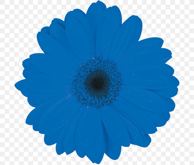 Transvaal Daisy Blue Cut Flowers Chrysanthemum, PNG, 700x696px, Transvaal Daisy, Blue, Blue Rose, Chrysanthemum, Chrysanths Download Free