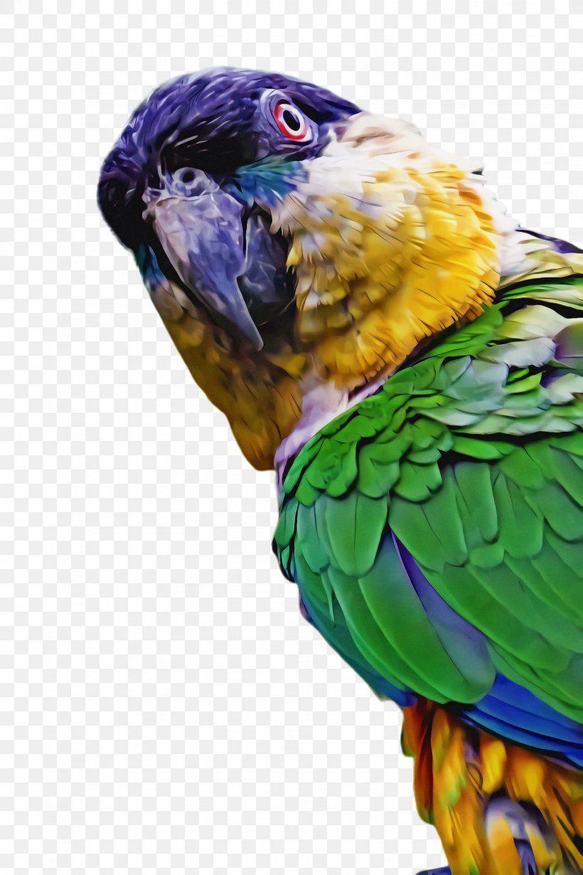 Bird Parrot, PNG, 1632x2448px, Macaw, Beak, Bird, Budgie, Closeup Download Free