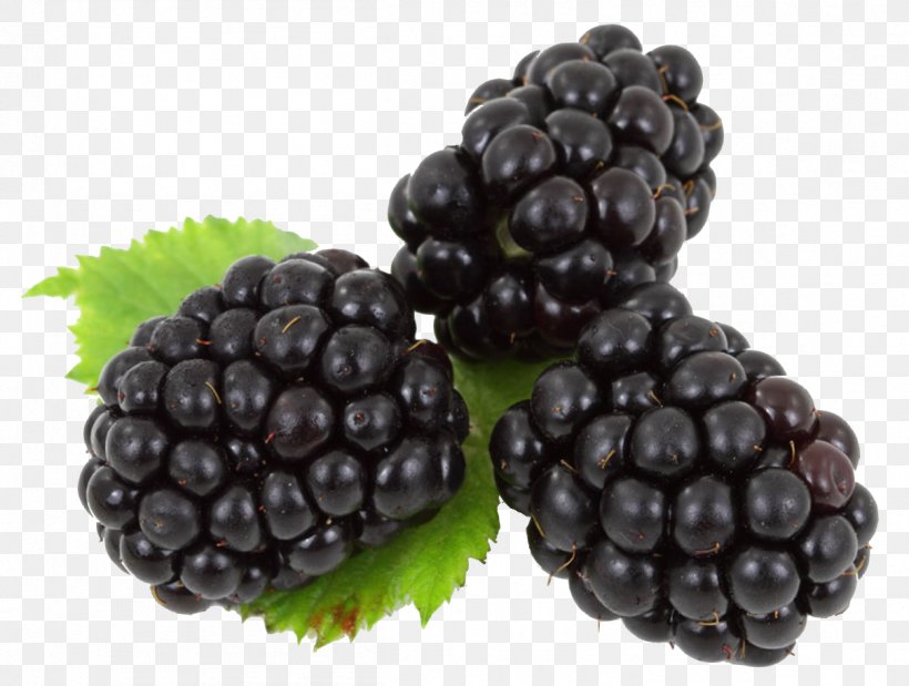 Blackberry Fruit, PNG, 1208x913px, Blackberry, Berry, Bilberry, Blueberry, Boysenberry Download Free