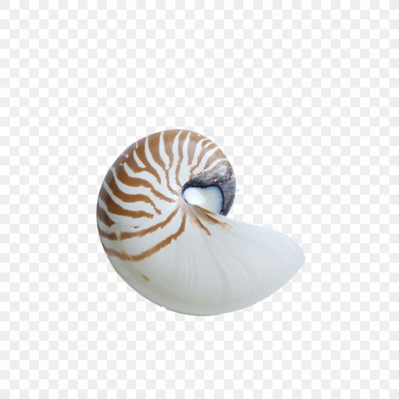 Chambered Nautilus Seashell Sea Snail Gastropod Shell, PNG, 1000x1000px, Chambered Nautilus, Conch, Gastropod Shell, Invertebrate, Marine Invertebrates Download Free