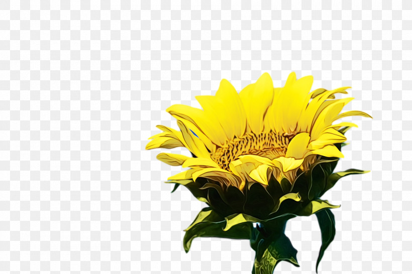 Floral Design, PNG, 1920x1280px, Watercolor, Biology, Chrysanthemum, Cut Flowers, Dandelion Download Free