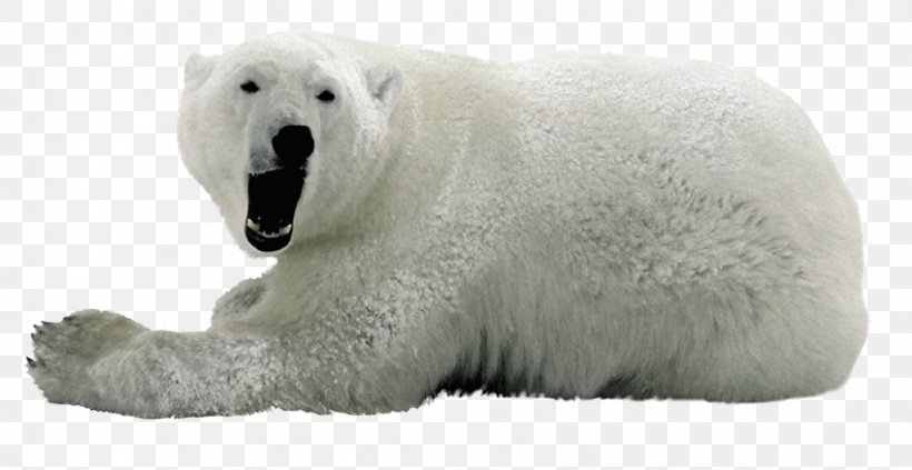 Polar Bears Image, PNG, 848x438px, Polar Bear, Animal, Bear, Brown Bear, Carnivoran Download Free
