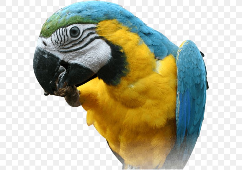Red-breasted Pygmy Parrot Bird, PNG, 599x575px, Cockatoo, Australia, Beak, Bird, Commercial Property Download Free