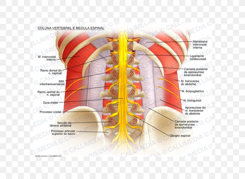 Spinal Cord Vertebral Column Anatomy Spinal Nerve Lumbar Vertebrae, PNG, 600x600px, Watercolor, Cartoon, Flower, Frame, Heart Download Free