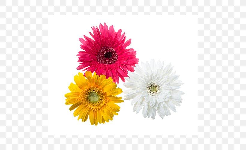 Transvaal Daisy Cut Flowers Chrysanthemum Petal, PNG, 500x500px, Transvaal Daisy, Annual Plant, Aster, Chrysanthemum, Chrysanths Download Free