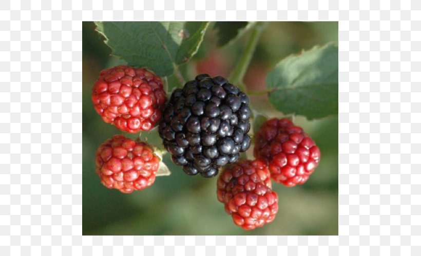 Wineberry Raspberry Osage River Cultivar, PNG, 500x500px, Raspberry, Accessory Fruit, Amora, Auglis, Berry Download Free