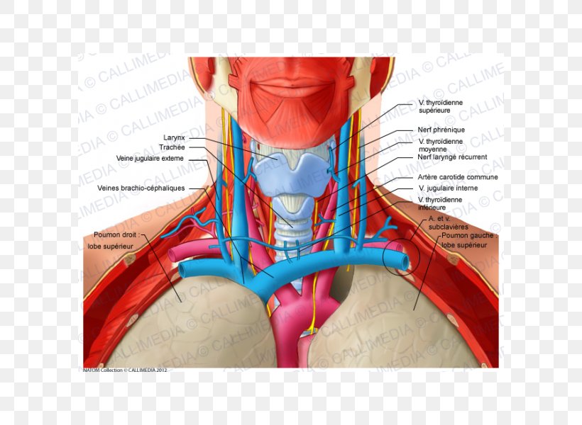 Shoulder Head And Neck Anatomy Human Anatomy, PNG, 600x600px, Watercolor, Cartoon, Flower, Frame, Heart Download Free