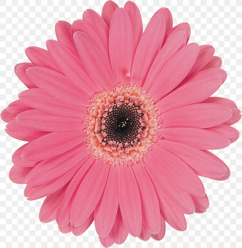 Transvaal Daisy Computer Software Clip Art, PNG, 1171x1200px, Transvaal Daisy, Chrysanths, Color, Computer Software, Cut Flowers Download Free