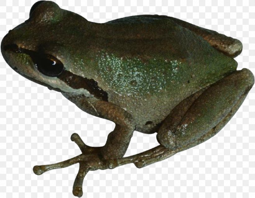 American Bullfrog, PNG, 882x687px, Frog, Amphibian, Bullfrog, Computer Software, Fauna Download Free
