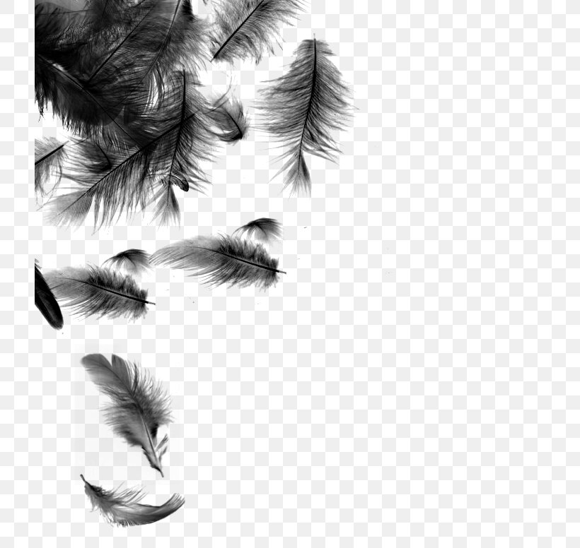 Desktop Wallpaper Feather Photography, PNG, 721x776px, Feather, Animation, Black And White, Close Up, Digital Media Download Free