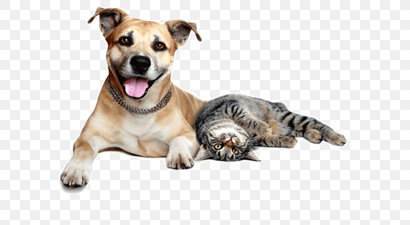 Dog–cat Relationship Pet Sitting Dog–cat Relationship Veterinarian, PNG, 600x450px, Cat, Carnivoran, Cat Like Mammal, Companion Dog, Dog Download Free