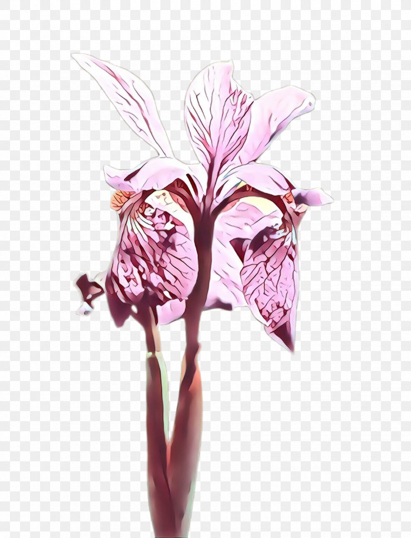 Flower Plant Pink Flowering Plant Cut Flowers, PNG, 1748x2288px, Cartoon, Alismatales, Cattleya, Cut Flowers, Flower Download Free