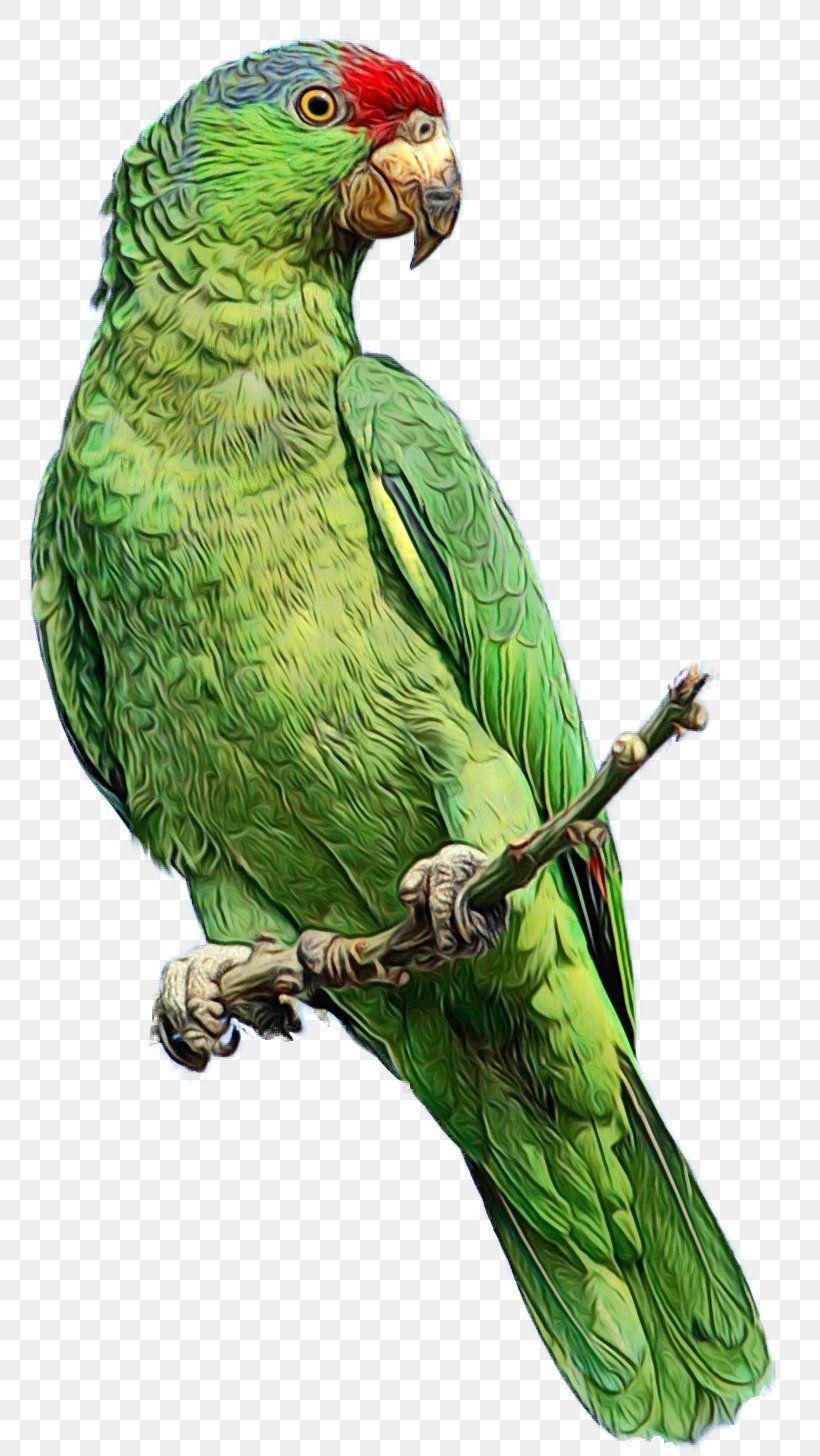 Parrot Budgerigar Bird Animal, PNG, 775x1456px, Parrot, Amazon Parrot, Animal, Beak, Bird Download Free