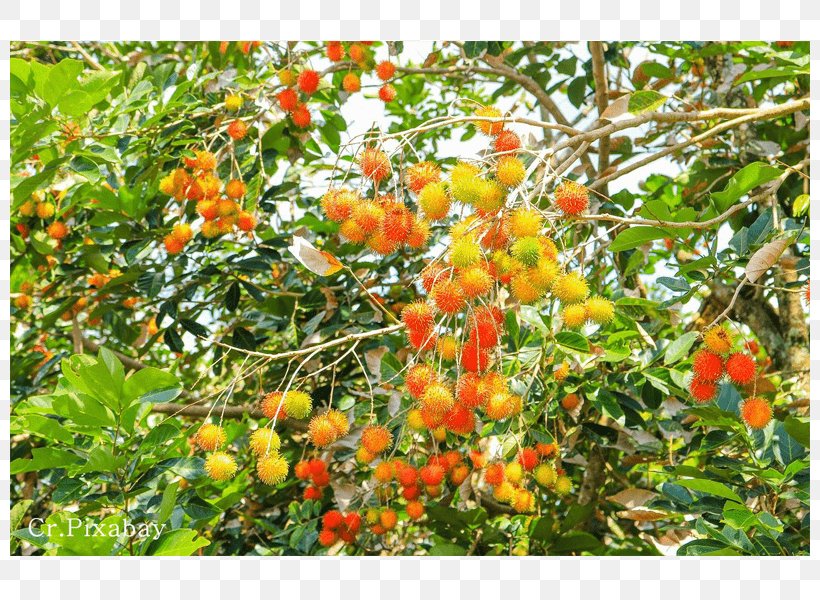 Thai Cuisine Rambutan Tropical Fruit Citrus, PNG, 800x600px, Thai Cuisine, Citrus, Durian, Evergreen, Fruit Download Free