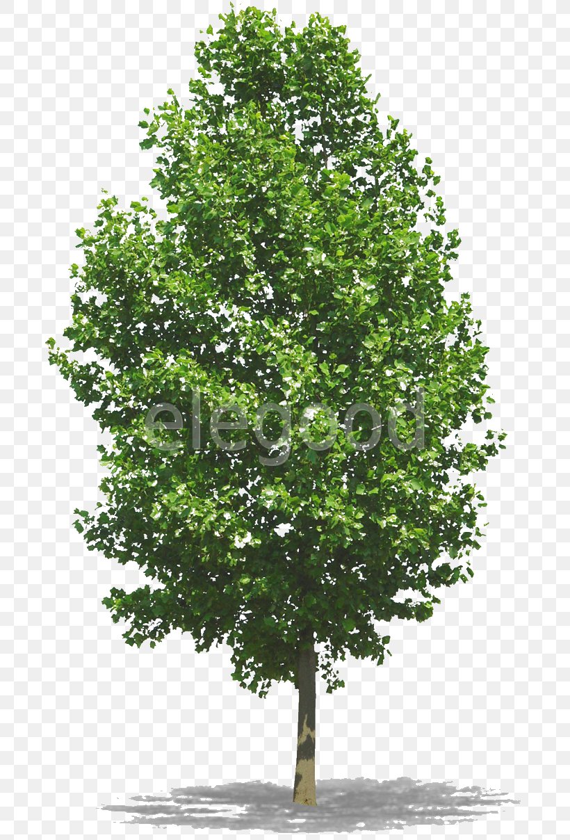 Tree Woody Plant Photography, PNG, 689x1208px, Tree, Branch, Evergreen, Giant Sequoia, Leaf Download Free