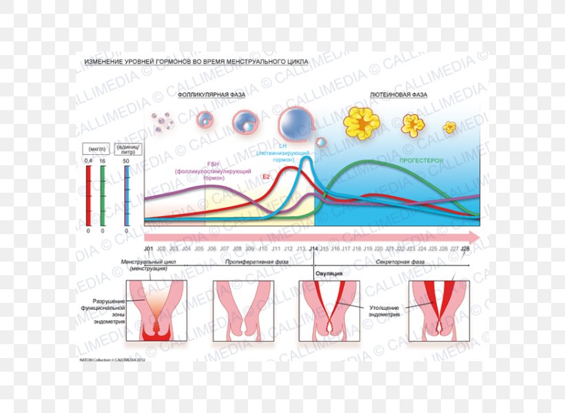 Menstrual Cycle Hormone Menstruation Endometrium Gynaecology, PNG, 600x600px, Menstrual Cycle, Anabolic Steroid, Area, Diagram, Endocrinology Download Free