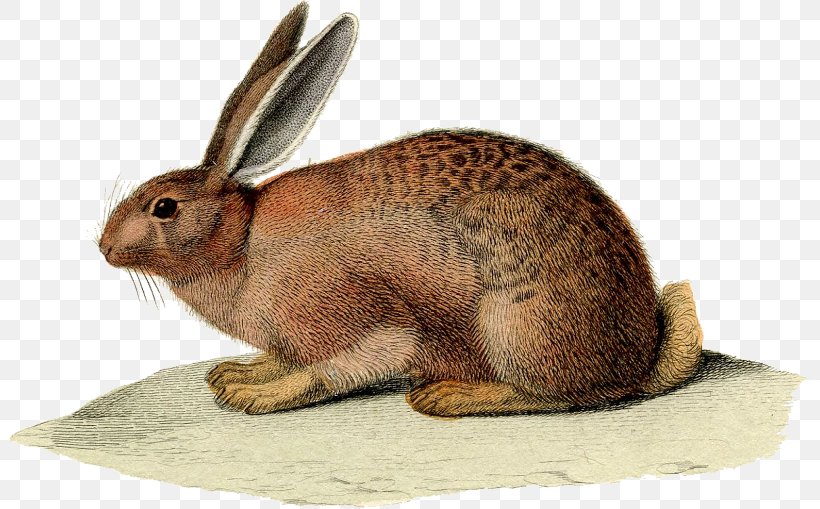 Rabbit Easter Bunny European Hare Antique Jewellery, PNG, 800x509px, Rabbit, Animal, Animal Figure, Antique, Brown Bunny Download Free