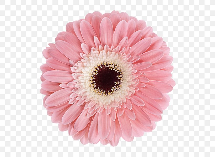 Transvaal Daisy Cut Flowers Rose Chrysanthemum, PNG, 600x600px, Transvaal Daisy, Asterales, Chrysanthemum, Color, Cut Flowers Download Free