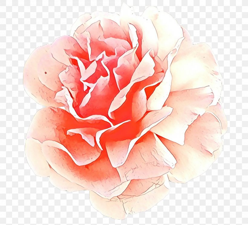 Watercolor Pink Flowers, PNG, 2000x1815px, Cartoon, Cabbage Rose, Camellia, Chinese Peony, Cut Flowers Download Free