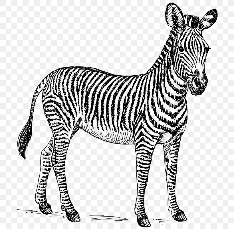 Zebra Clip Art, PNG, 723x800px, Zebra, Animal Figure, Art, Black And White, Coloring Book Download Free