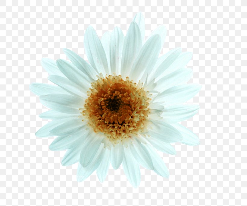 Chrysanthemum Xd7grandiflorum Euclidean Vector Oxeye Daisy, PNG, 800x683px, Chrysanthemum Xd7grandiflorum, Chrysanthemum, Chrysanths, Daisy, Daisy Family Download Free