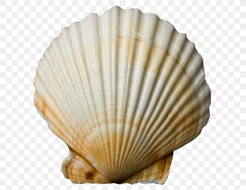Cockle Conchology Clam Seashell Veneroida, PNG, 650x636px, Cockle, Bivalvia, Clam, Clams Oysters Mussels And Scallops, Conchology Download Free