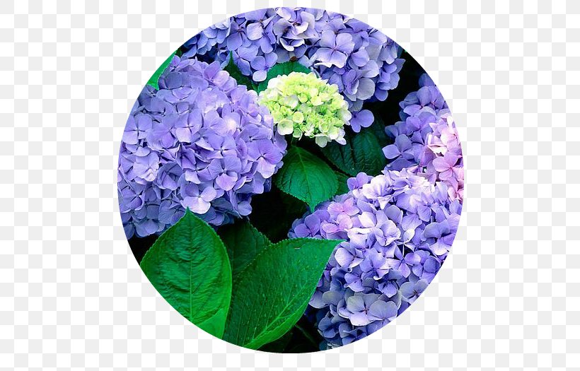 French Hydrangea Flower Garden Seed, PNG, 700x525px, French Hydrangea, Blue, Bonsai, Common Sunflower, Cornales Download Free