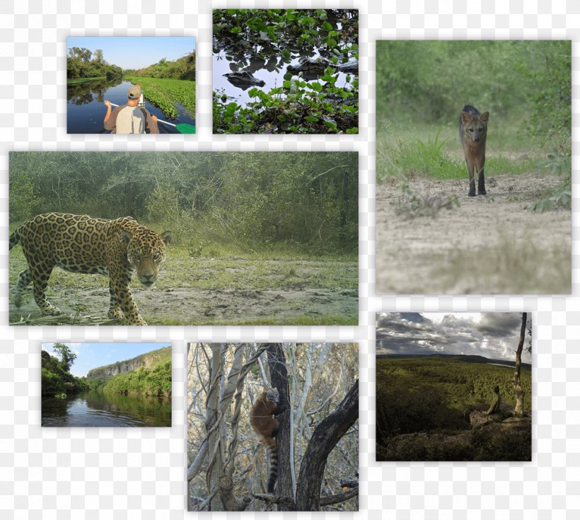 Wildlife Jaguar Ecosystem Camera Trap Cat, PNG, 1006x902px, Wildlife, Animal, Big Cat, Big Cats, Camera Trap Download Free