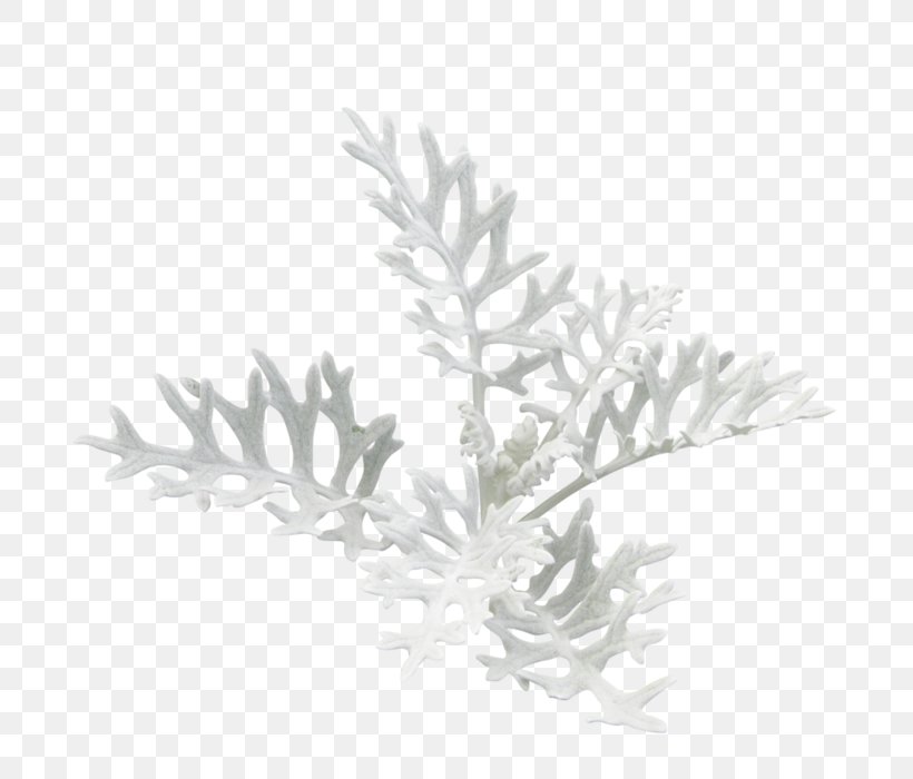 Algae Seaweed Plants Растительный мир России, PNG, 700x700px, Algae, Animal, Black And White, Branch, Chamomile Download Free