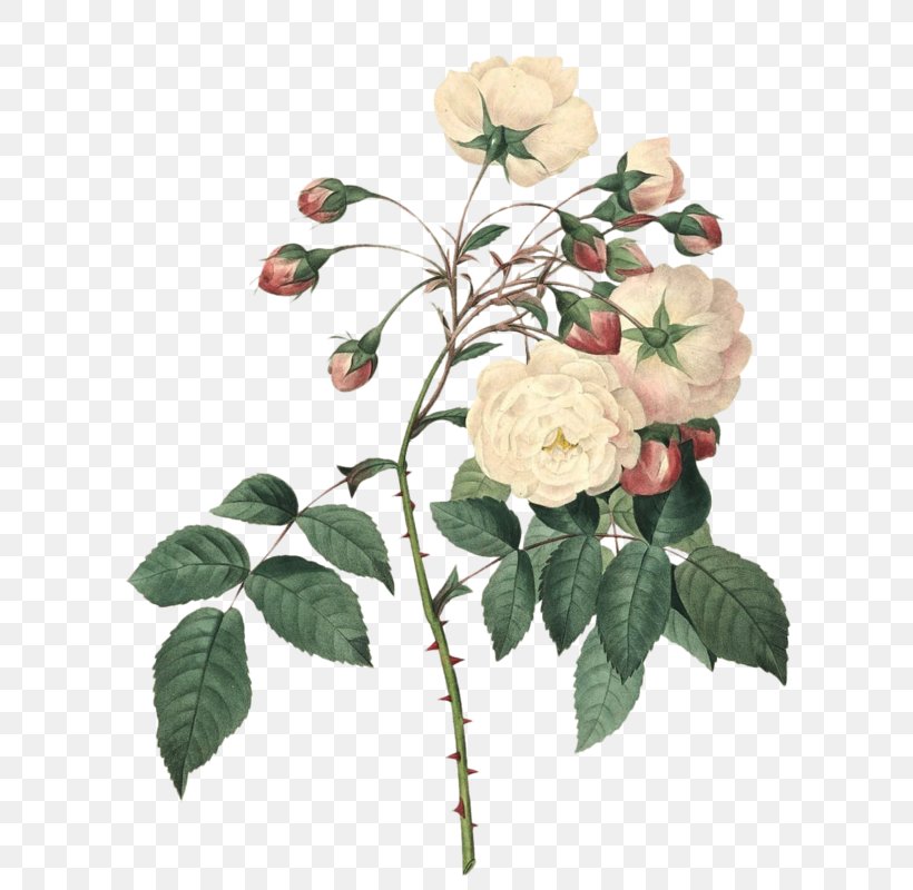 Botanical Illustration Rose Flower Floral Design, PNG, 649x800px, Botanical Illustration, Art, Botany, Branch, Canvas Print Download Free
