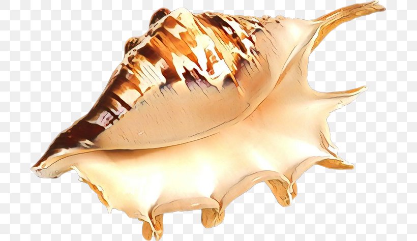 Conch Conch Shankha Sea Snail Shell, PNG, 699x474px, Cartoon, Conch, Musical Instrument, Sea Snail, Shankha Download Free