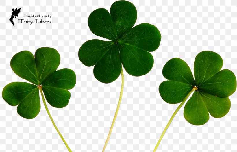 Good Luck Charm Symbol Shamrock Four-leaf Clover, PNG, 1200x771px, Luck, Charm Bracelet, Clover, Culture Of Ireland, Fourleaf Clover Download Free