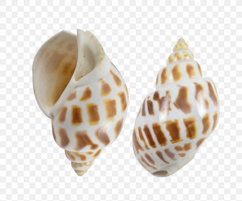 Seashell Conchology Venus Comb Murex Shankha Gastropod Shell, PNG, 1100x917px, Seashell, Babylonia, Babylonia Areolata, Conch, Conchology Download Free