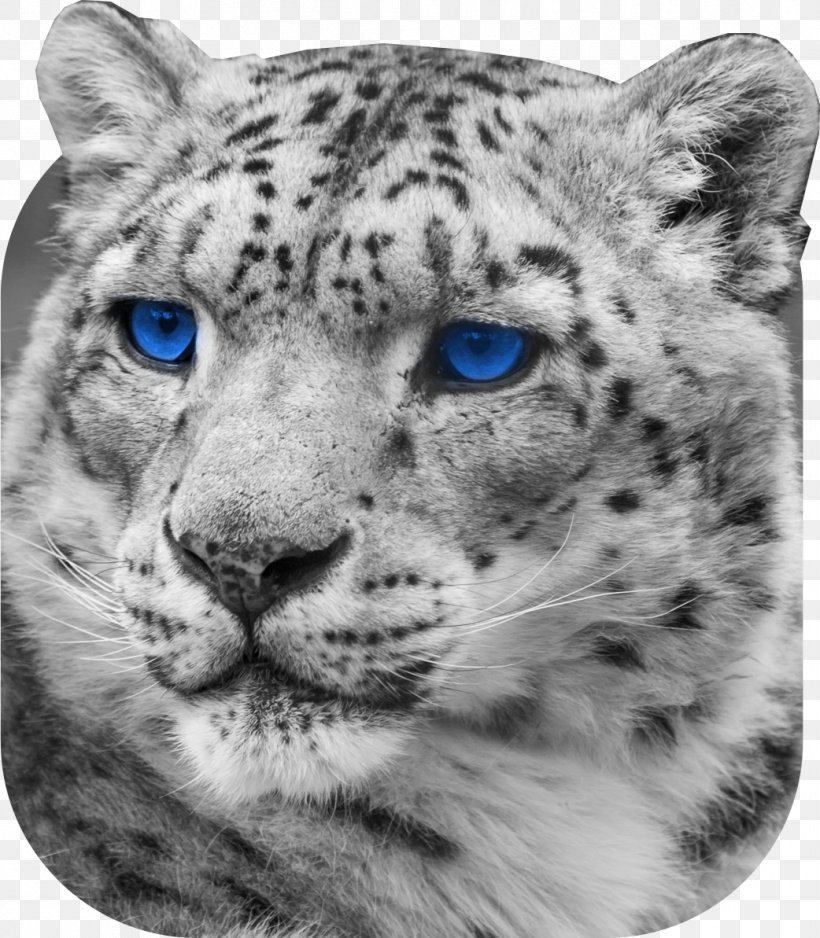 Snow Leopard Jaguar Cheetah Whiskers, PNG, 1042x1193px, Leopard, Animal, Big Cats, Black And White, Carnivoran Download Free
