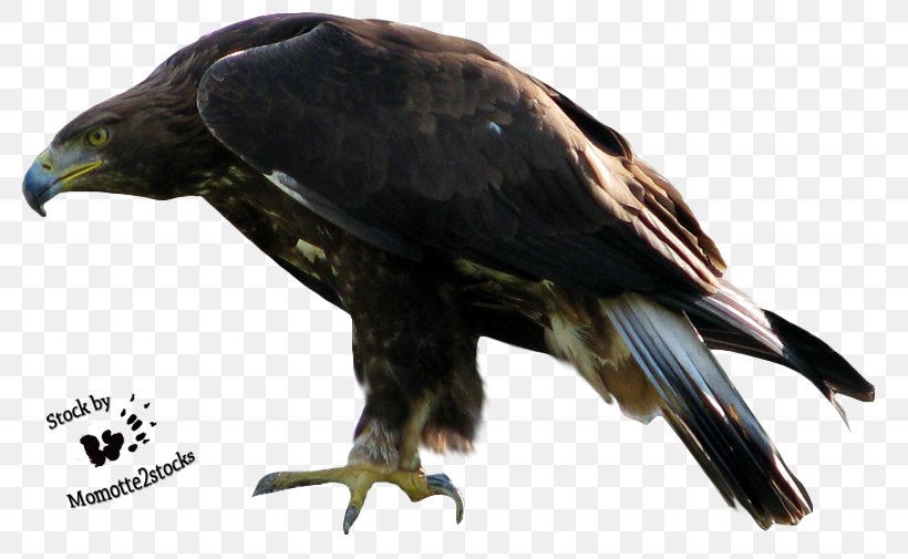 Bald Eagle, PNG, 797x505px, Bird, Accipitriformes, Bald Eagle, Beak, Bird Of Prey Download Free