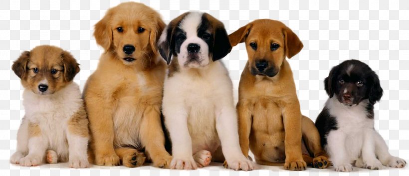 Dog Pet Sitting Puppy Cat, PNG, 1600x689px, Dog, Carnivoran, Cat, Companion Dog, Dog Breed Download Free