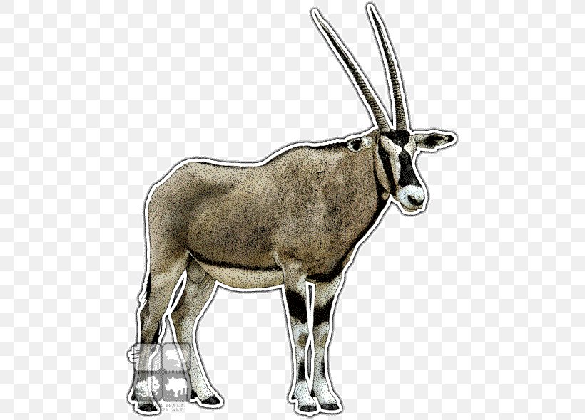 Gemsbok Antelope Deer Hyena Gazelle, PNG, 471x590px, Gemsbok, Animal, Antelope, Arabian Oryx, Blackbuck Download Free