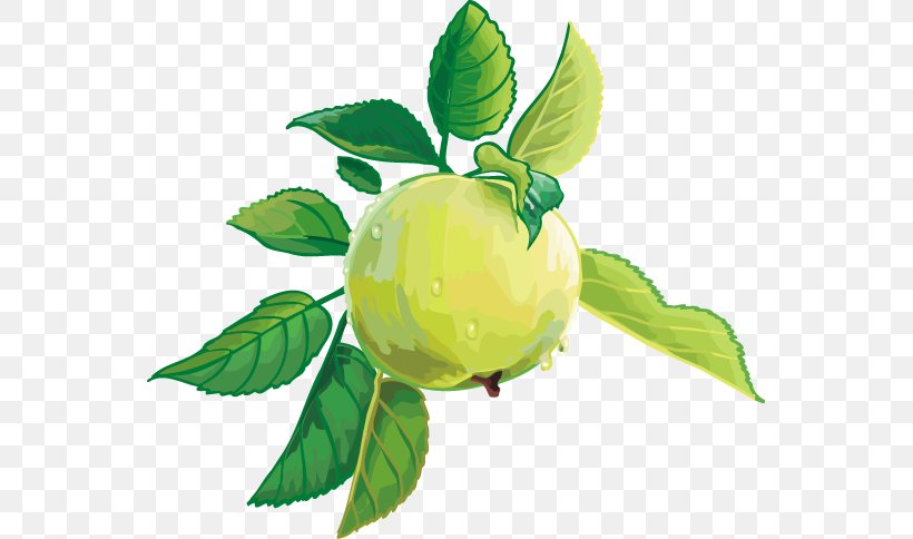 Apple Citrus Fruit Clip Art, PNG, 555x484px, Apple, Branch, Citrus, Computer Graphics, Drink Download Free