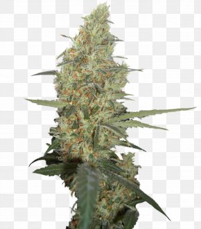 Cannabis - Cannabis Cup Marijuana Acapulco Gold Medical Cannabis PNG